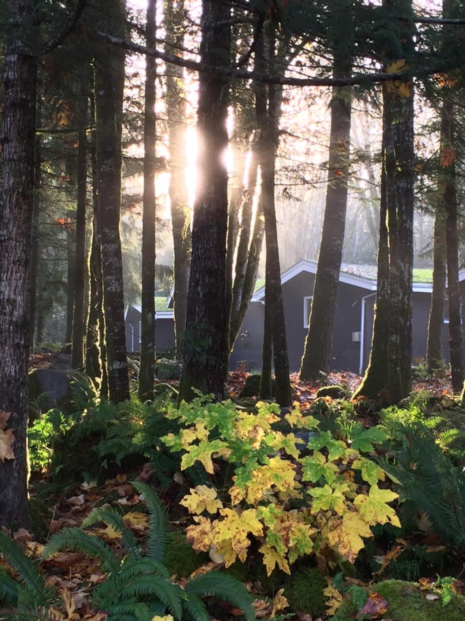 Sunwolf Riverside Cabins Brackendale Bagian luar foto